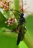 Melanichneumon sp.